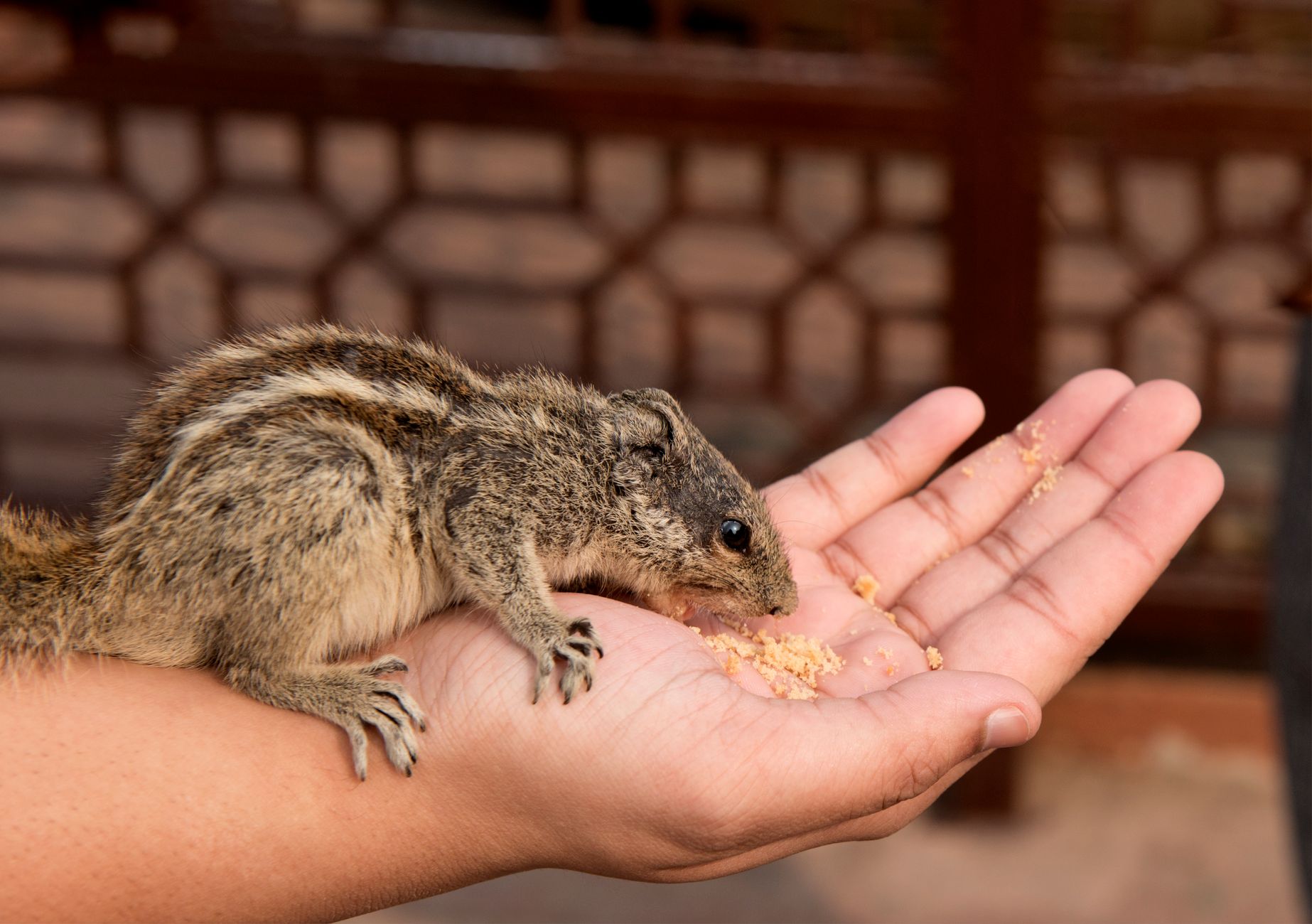 Visual representation of nutrisi makro sugar glider