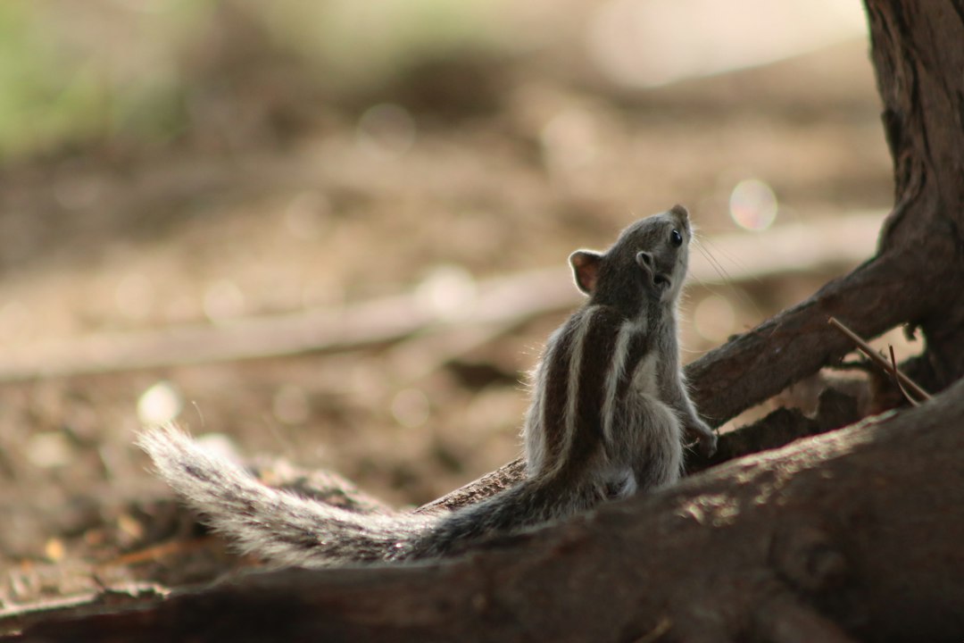 Visual illustration for bubur sun sugar glider