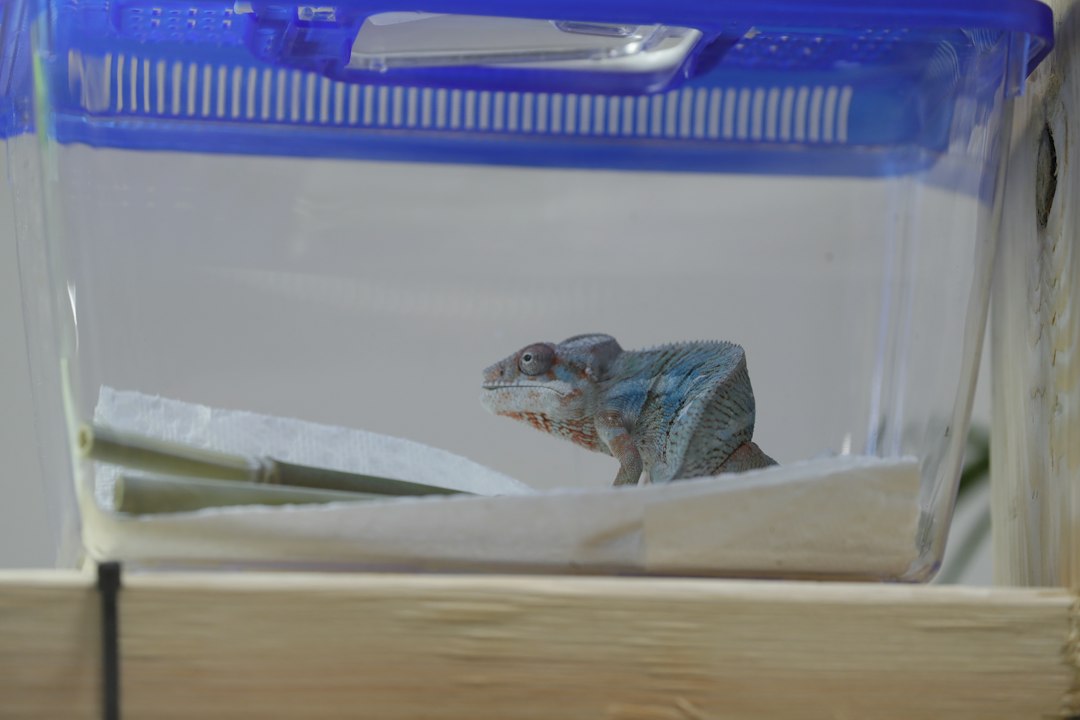 Visual representation of litter training sugar glider