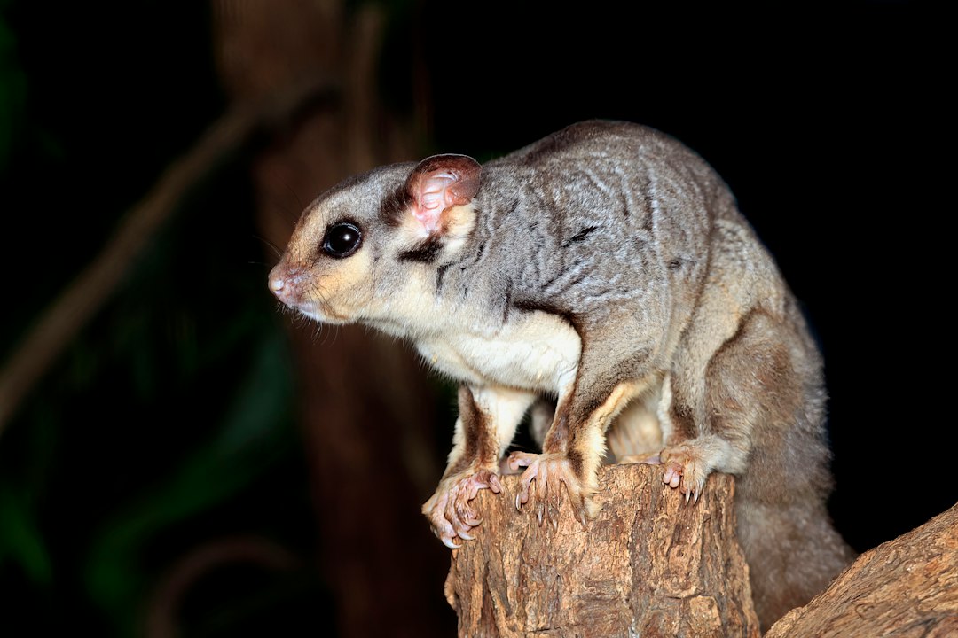 Visual representation of cara membuat hpw sugar glider