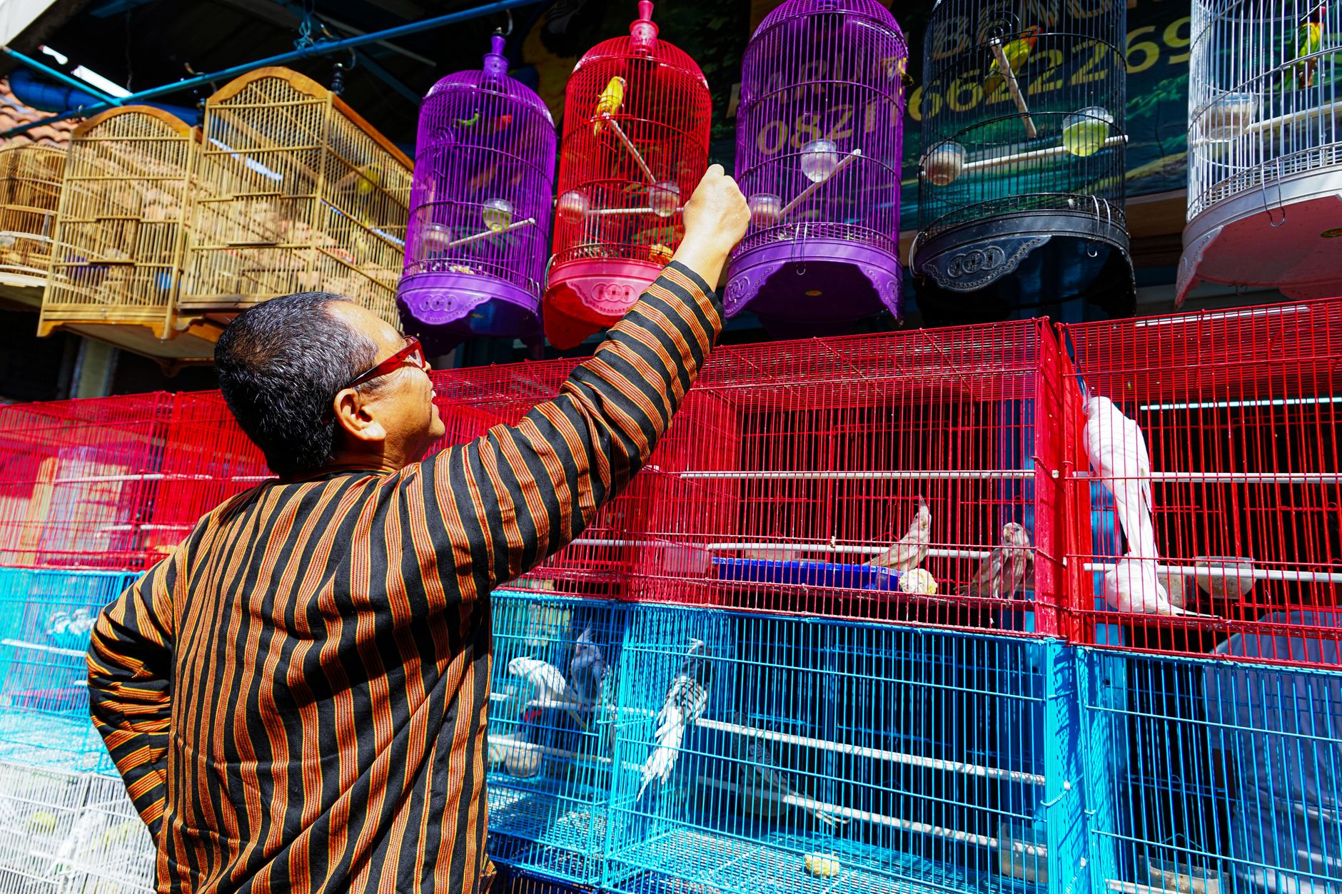 Visual illustration for kandang besi vs akrilik sugar glider