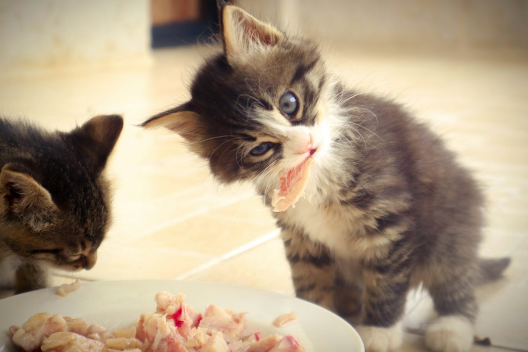 Visual representation of makanan kucing untuk landak mini