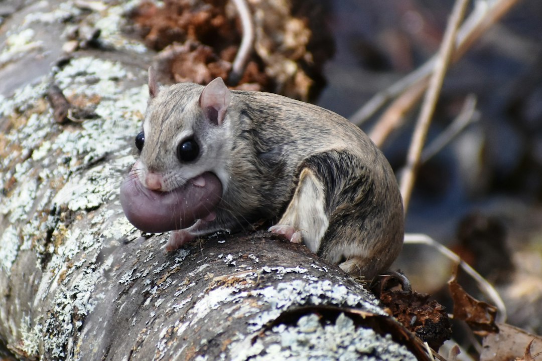 Visual illustration for sugar glider melukai diri