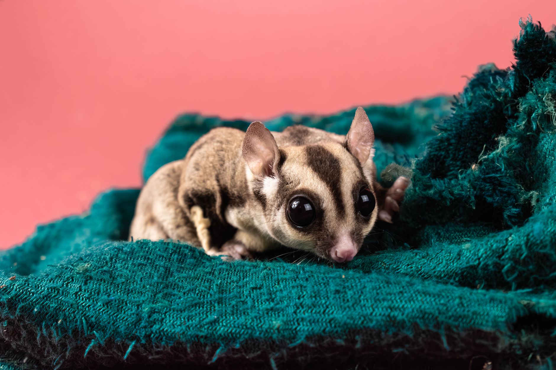 Visual illustration for review kandang sugar glider