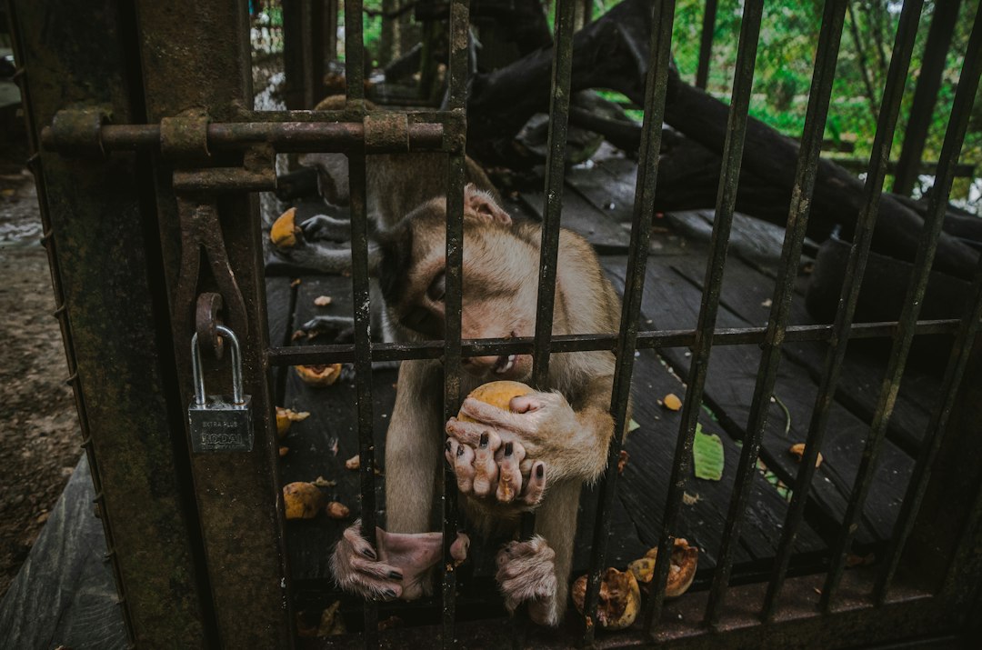Visual representation of sanitasi kandang hewan eksotis