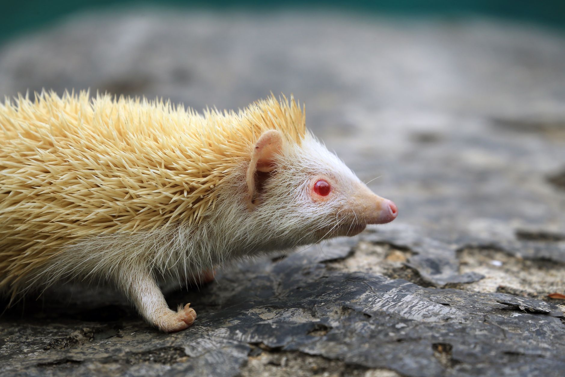 Visual representation of breeding landak mini